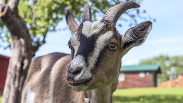 牧场里一只长着花斑角的山羊的头。动物鼻子特写，选择性聚焦。山羊看着镜头。图片下载