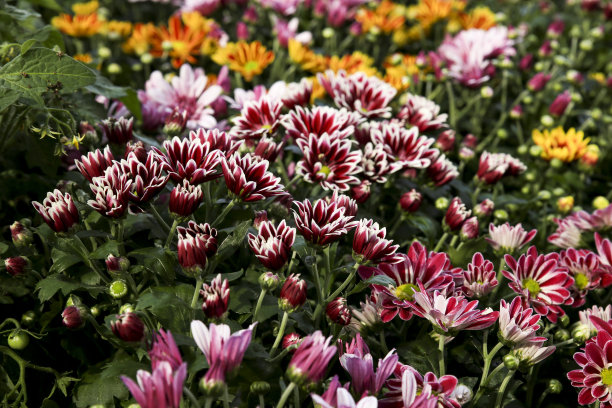 花园里五颜六色的菊花植物图片下载