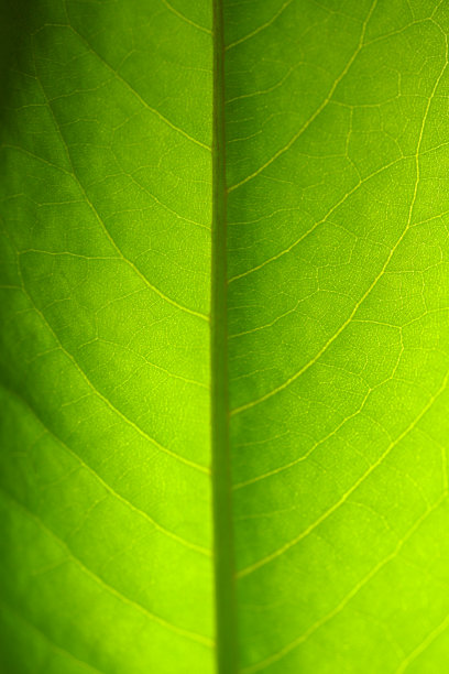 绿色的叶子图片下载