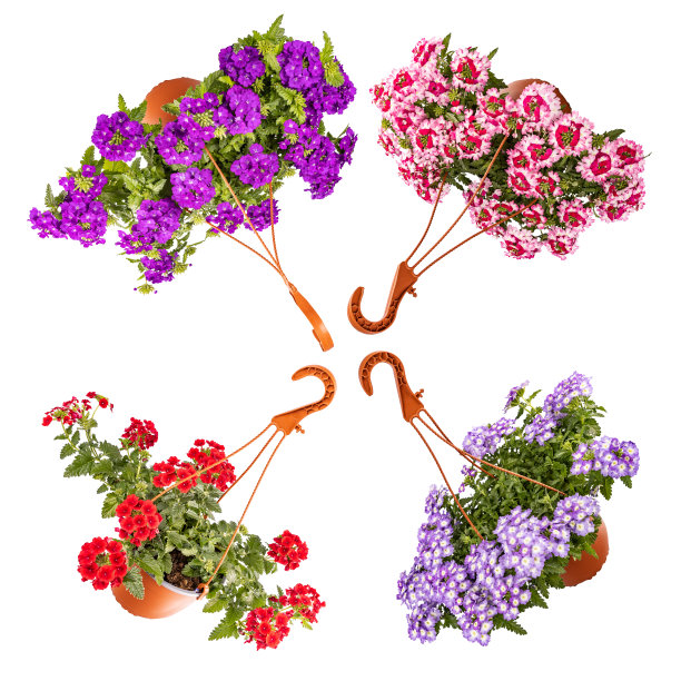 盛开的马鞭草的花图片下载