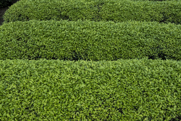 有机茶园中的茶树图片下载