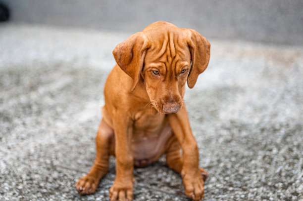 一只名叫维兹拉的小狗坐在水泥地上图片下载