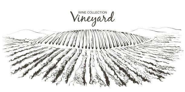 矢量藤种植丘陵景观。画着一排排沾着酒渍的葡萄园。线草图说明图片下载