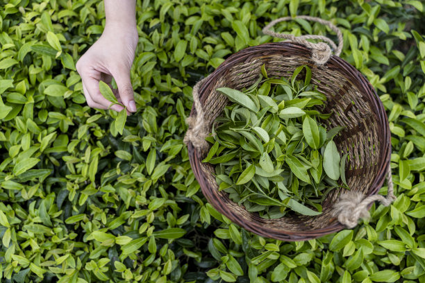 女性的手正在采摘有机茶图片下载