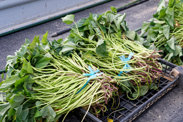 甘薯苗在田间准备移植图片下载