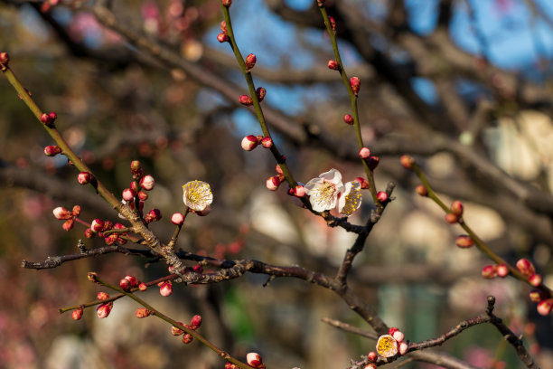 白色的梅花开始绽放图片下载