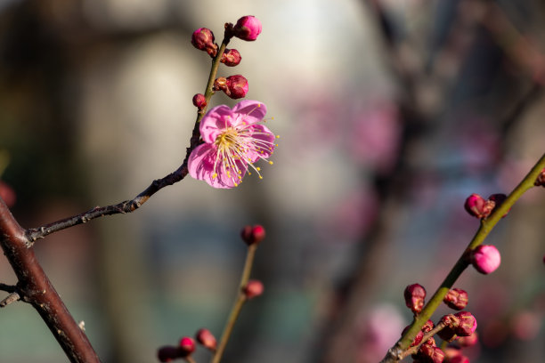 粉红的花朵和红色的花蕾在梅花枝梢图片下载