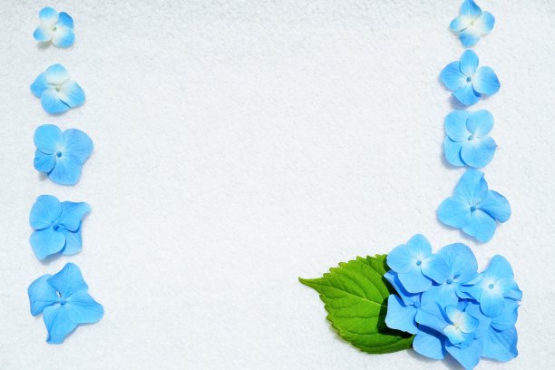一个华丽的初夏框架与垂直蓝色绣球装饰花在白色的背景图片下载