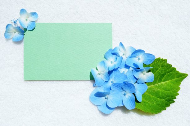 在白色背景上装饰蓝色绣球花和叶子的绿卡上的评论空间模型图片下载