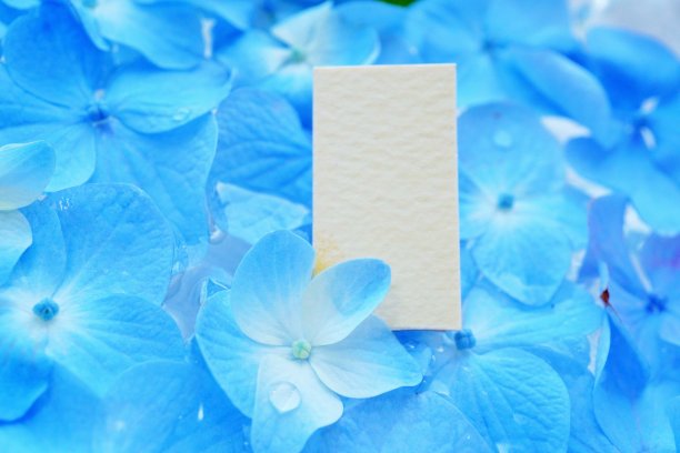 黄牌上的评论空间模型，背景是浮在水面上的淡蓝色绣球图片下载