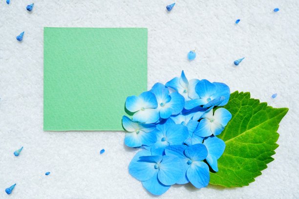 一个可爱的评论空间模型，白色背景上有蓝色的绣球花和花蕾，图案是雨图片下载