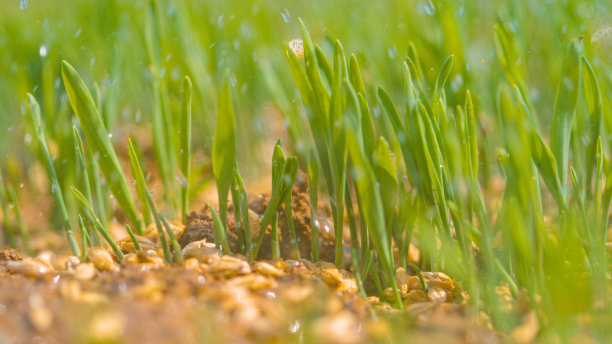 MACRO, DOF灌溉系统用水新播种的院子与水晶清澈的水。图片下载