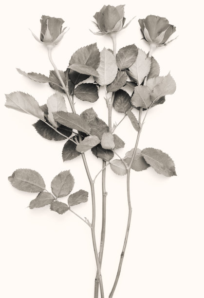 复古玫瑰背景图片下载