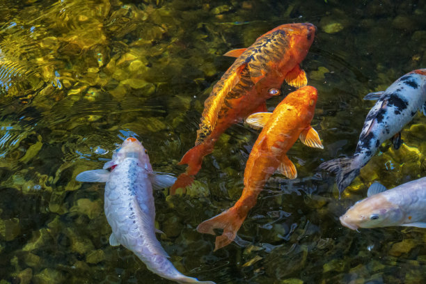 锦鲤鱼图片下载