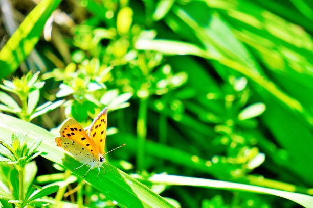 一只橙色的小蝴蝶，名叫小铜蝴蝶，栖息在草地的一片叶子上，在明亮的灯光下闪闪发光。图片下载
