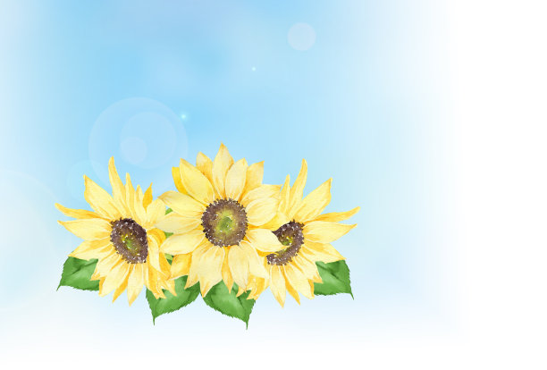 水彩向日葵花束与蓝色背景图片下载
