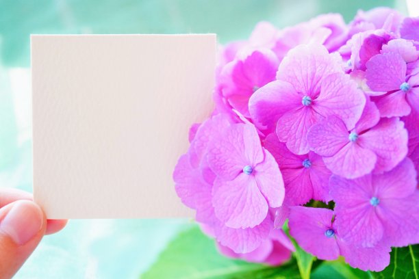 评论空间的模型，淡绿色的背景上有可爱的红紫色绣球花图片下载