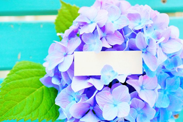 一张空白卡片的模型，背景是盛开的紫色绣球花图片下载