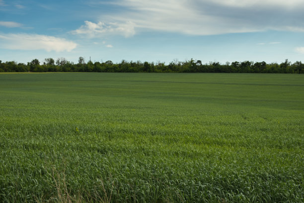 未成熟的绿色麦田。绿色的看背景与云彩在蓝天图片下载