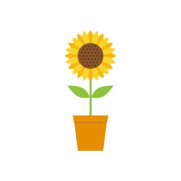 白底花盆里的向日葵。图片下载