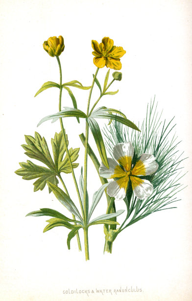 金发姑娘和水毛茛- 19世纪插图维多利亚植物爱德华休姆图片下载