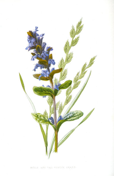 号角和高羊茅草- 19世纪插图维多利亚植物爱德华休姆图片下载