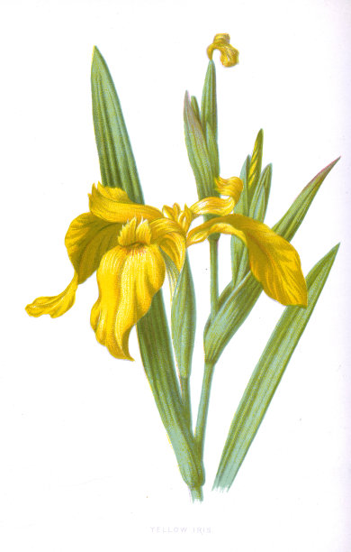 黄旗鸢尾花- 19世纪插图维多利亚植物爱德华休姆图片下载