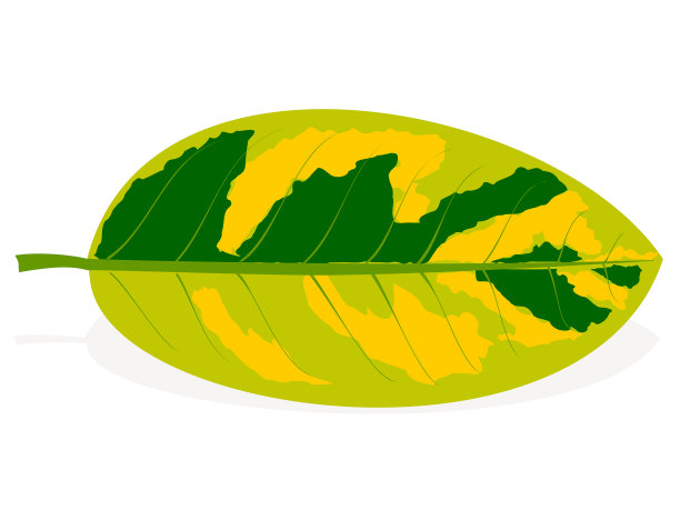 榕叶有斑点图片下载