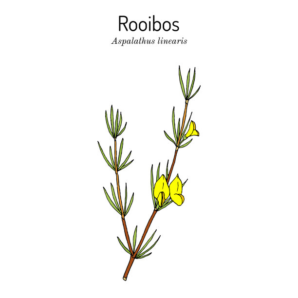 芦笋或灌木茶树图片下载