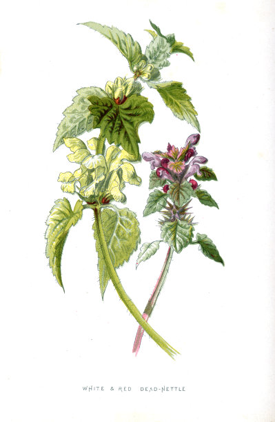 红白相间的死荨麻- 19世纪爱德华·休姆绘制的维多利亚时代植物图片下载