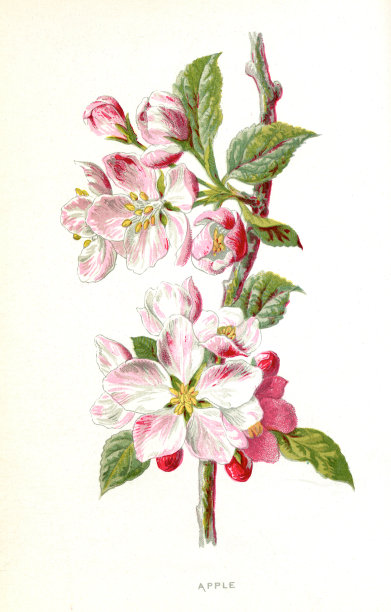 苹果花，苹果海棠- 19世纪插图维多利亚植物爱德华休姆图片下载