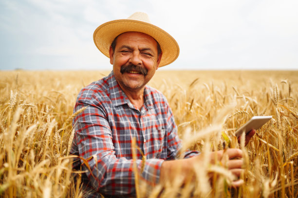 戴着帽子的农民在麦田里检查庄稼。农业、园艺或生态概念。图片下载