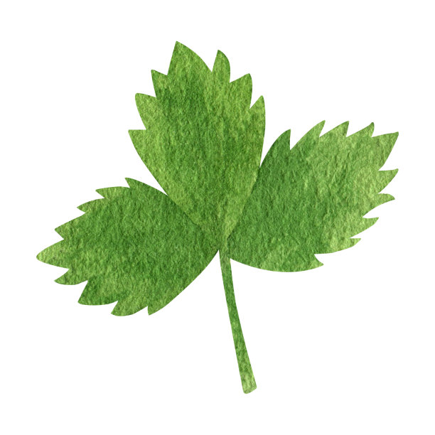 绿色森林树叶水彩剪纸。夏日绿色植物的插图。图片下载