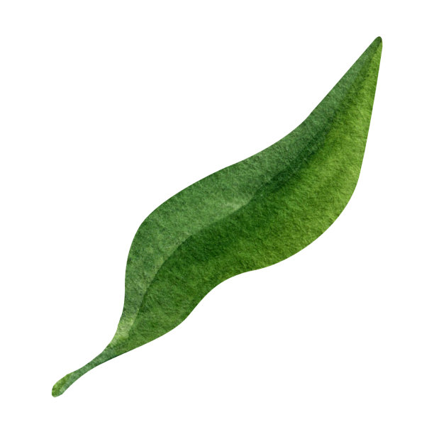 绿色森林树叶水彩剪纸。夏日绿色植物的插图。图片下载