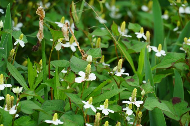 盛开的樱花图片图片下载