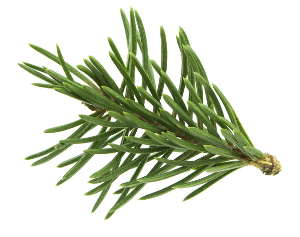 松树枝上。药用植物。树脂和油用于化妆品和药品。孤立。香树脂的分支。图片下载
