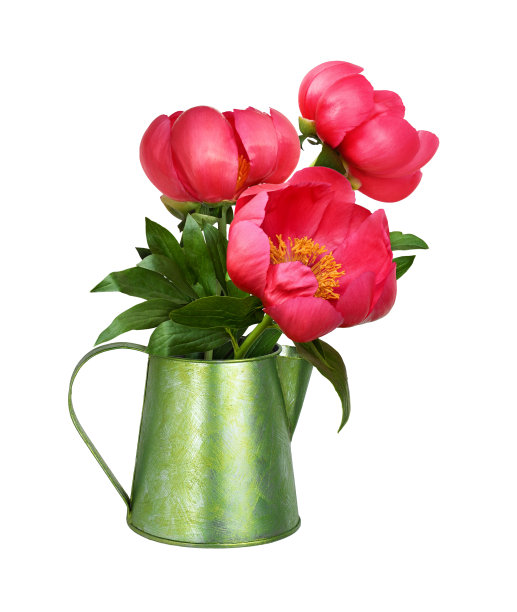 珊瑚牡丹花束在一个绿色的金属瓶孤立图片下载