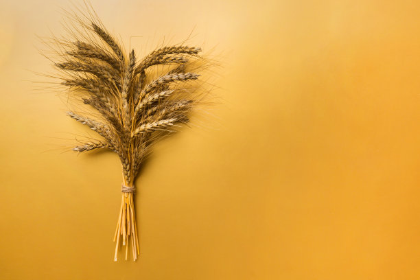 小麦穗束近距离和种子在彩色背景。天然谷类植物，收获时间观念。俯视图，平铺复制空间。世界小麦危机图片下载