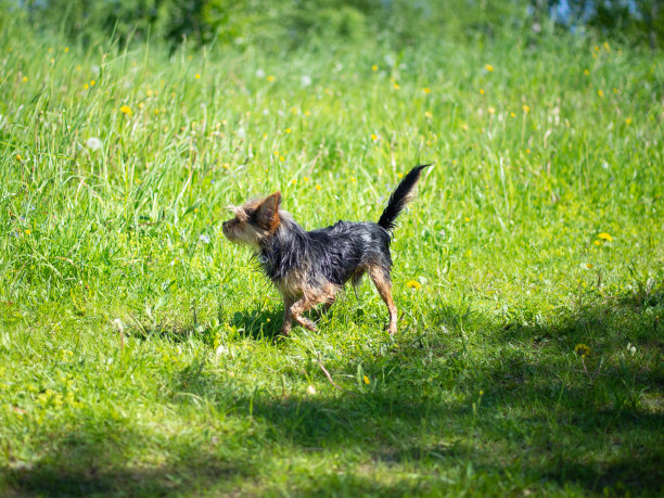 一只约克郡犬在湖里游泳后抖掉了水面图片下载