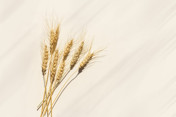 靠近成熟的黄色小麦穗，米色背景上有芒。谷物作物的俯视图耳朵，天然有机小麦谷物作物，收获概念，最小的设计，谷物植物在阳光下图片下载