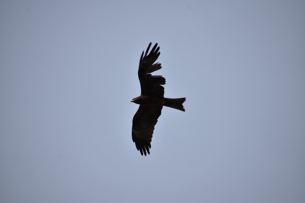 一只鹰图片下载