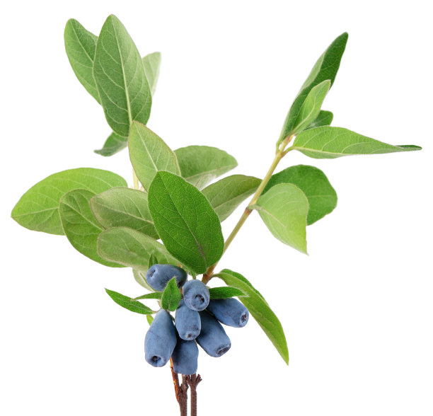 有绿叶的金银花小枝，在白色背景上离生。成熟的金银花浆果。剪切路径。图片下载