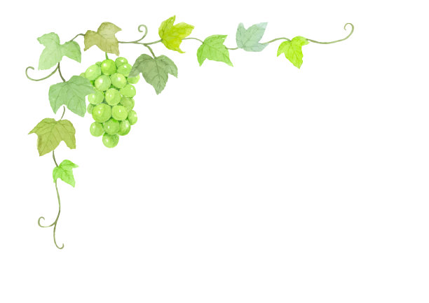 水彩插图麝香和树叶装饰图片下载