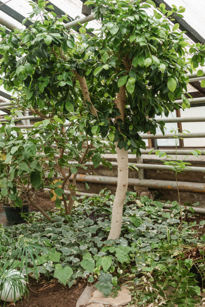 温室内有各种各样的绿色植物。在春天种植作物的概念。图片下载