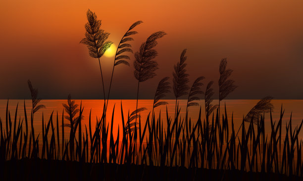 在芦苇的背景下，一片金色的夕阳图片下载