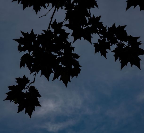 枫叶轮廓图片下载