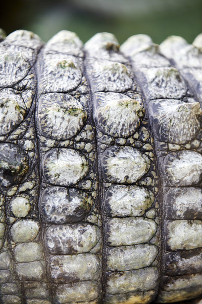 鳄鱼皮图片下载