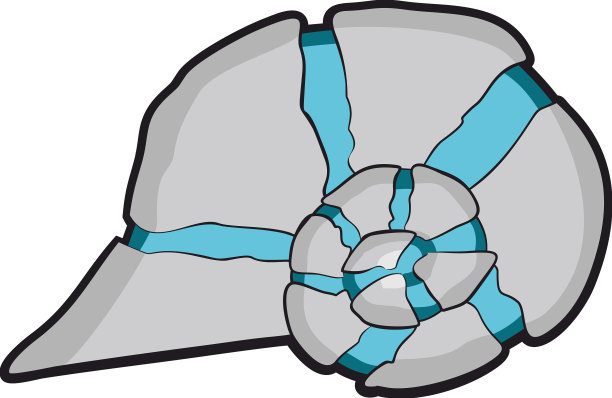 海螺肉图片下载