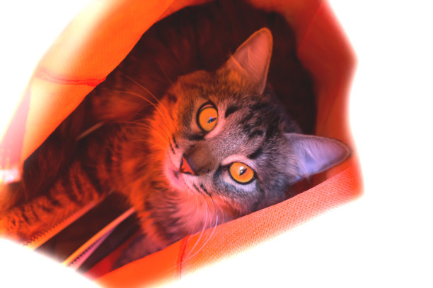 猫的脸有漂亮的大眼睛图片下载