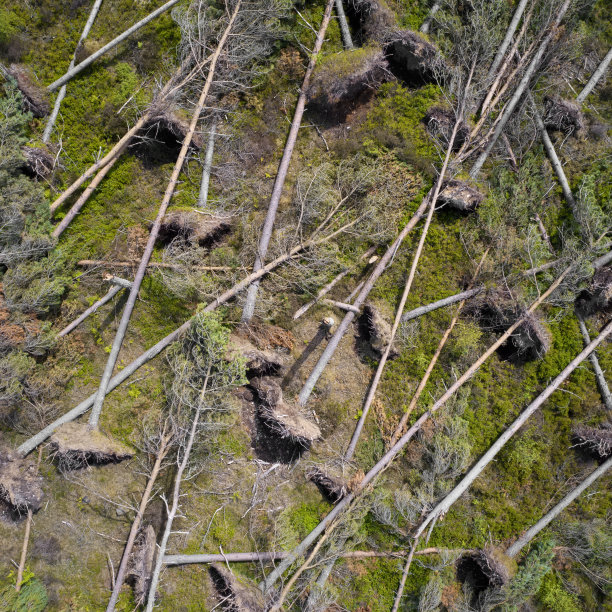 在苏格兰砍伐树木以生产生物燃料图片下载